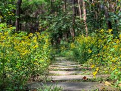 -铁山坪森林公园