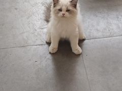 -宠颐生汉谟拉比宠物医院