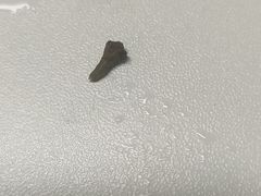 -书亦烧仙草(航海广场店)