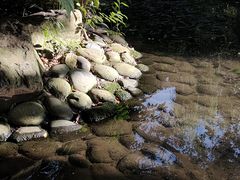 -成都市活水公园