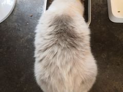 -喵屿·大理花园猫咖