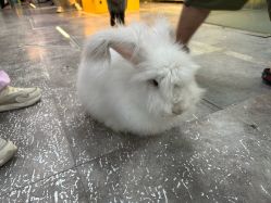 -神奇动物撸宠馆·羊驼·小浣熊·异宠(豫园店)