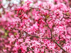 -海棠花溪(元大都城垣遗址公园)