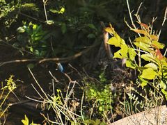 -野象谷景区