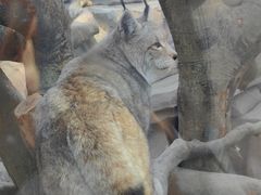 -青藏高原野生动物园
