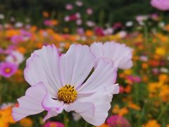 -贵阳市花溪国家城市湿地公园