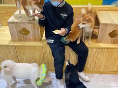 -柴源莊·柴小宠柴犬咖啡