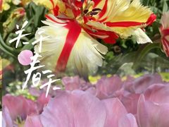 -洛阳郁金香牡丹园