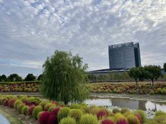 -春花秋色城市公园