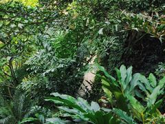 -银湖山郊野公园-相思林