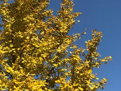 -同济大学四平路校区游泳馆