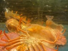 -龙宴海鲜城(经中路店)