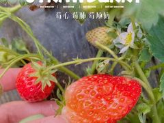 -大自然农场蔬菜草莓采摘园