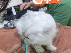 -瑞鹏宠物医院·夜间急症·心超·猫科(祖庙分店)