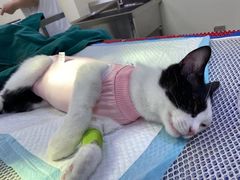 -佳怡动物医院·平价24小时·猫专科骨外科