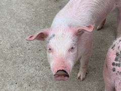 -大连铭湖国际观光牧场