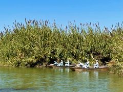 -泗洪洪泽湖湿地景区
