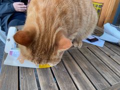 -喵屿·大理花园猫咖