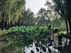 -洛阳市隋唐城遗址植物园