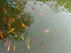 -祥源·阜阳生态乐园