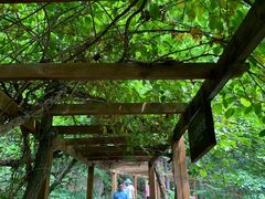 -大岭沟猕猴桃谷风景区