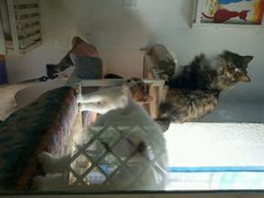 android_upload_pic-Anne猫窝咖啡屋