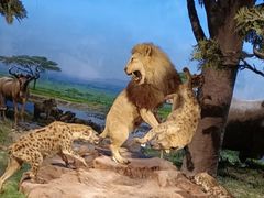 -国家自然博物馆