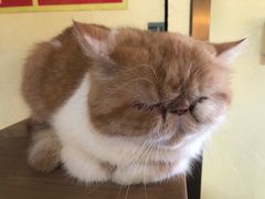 -more than meow吴止猫主题餐厅(承德 中船汇店)