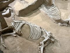 -洛阳周王城天子驾六博物馆