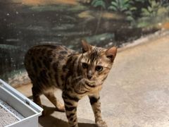 -绿色星球动物主题公园