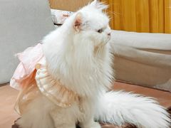 -MOCHA明星猫咖(田子坊店)