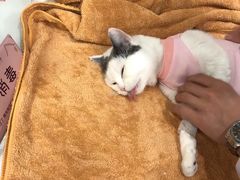 -宠爱国际动物医院· 猫科· 外科·中兽医(长白店)