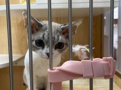 -山宅一喵德文卷毛猫舍