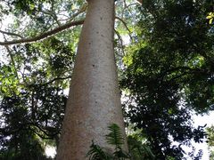 -热带雨林自然公园