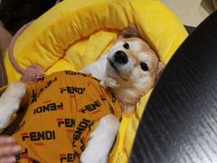 -逗柴咖啡屋·狗咖猫咖宠物桌游