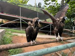 -西霞口神雕山野生动物世界