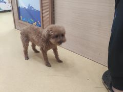 -芭比堂动物医院·犬猫全科·异宠专科(雁塔分院)