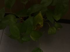 -耳湾躺式采耳SPA馆(保利五月花店)