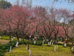 -杭州植物园