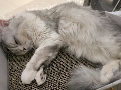 -COLOR PETS 撸猫馆·购猫·猫咖(长风大悦城店)