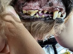 -宠福鑫康馨动物医院·骨科·眼科