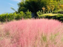 -宁波浙东大竹海景区