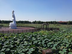 -荷塘月色湿地公园·向阳花洲