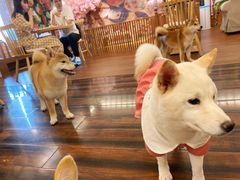 -豆柴町-柴犬主题狗咖(红鼎国际C座店)