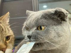 -喵园·猫主题咖啡厅·撸猫·猫咖(国贸店)