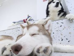 -Husky Go!哈士奇体验馆·宠物咖啡厅狗咖