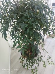 -HEYAN荷妍专业脱毛连锁机构