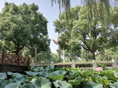 -荷花公园