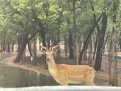 -秦皇岛野生动物园
