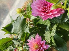 -龙大花卉苗木市场